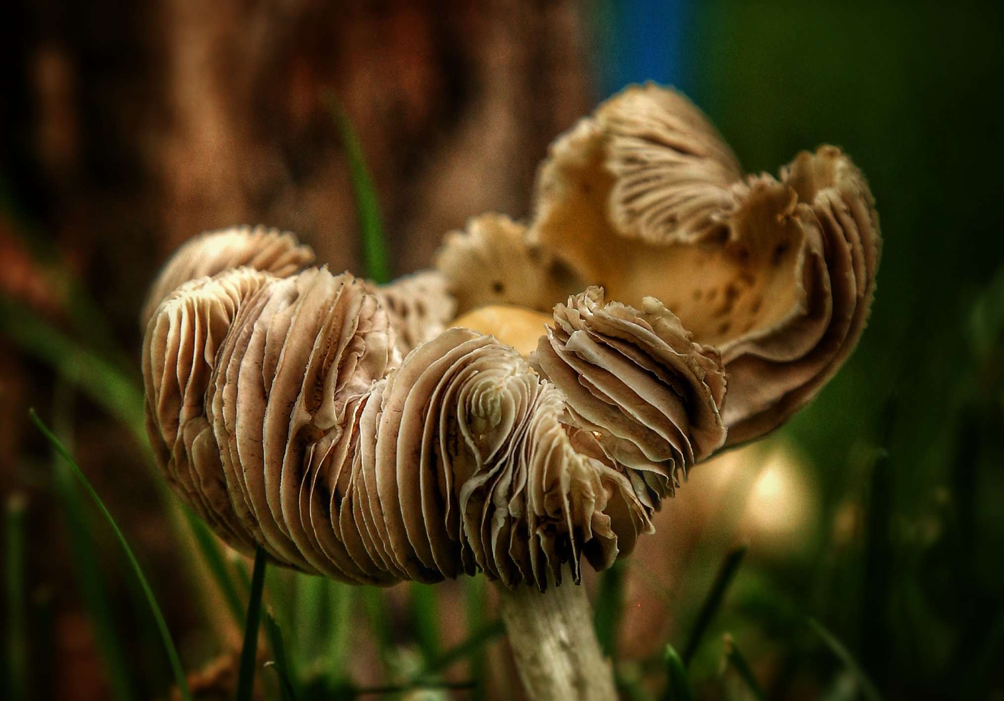Mushrooms